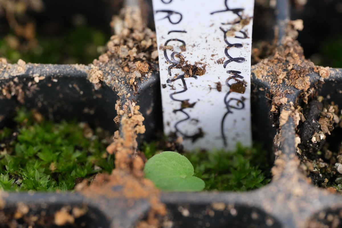 Phyteuma spicatum seedling