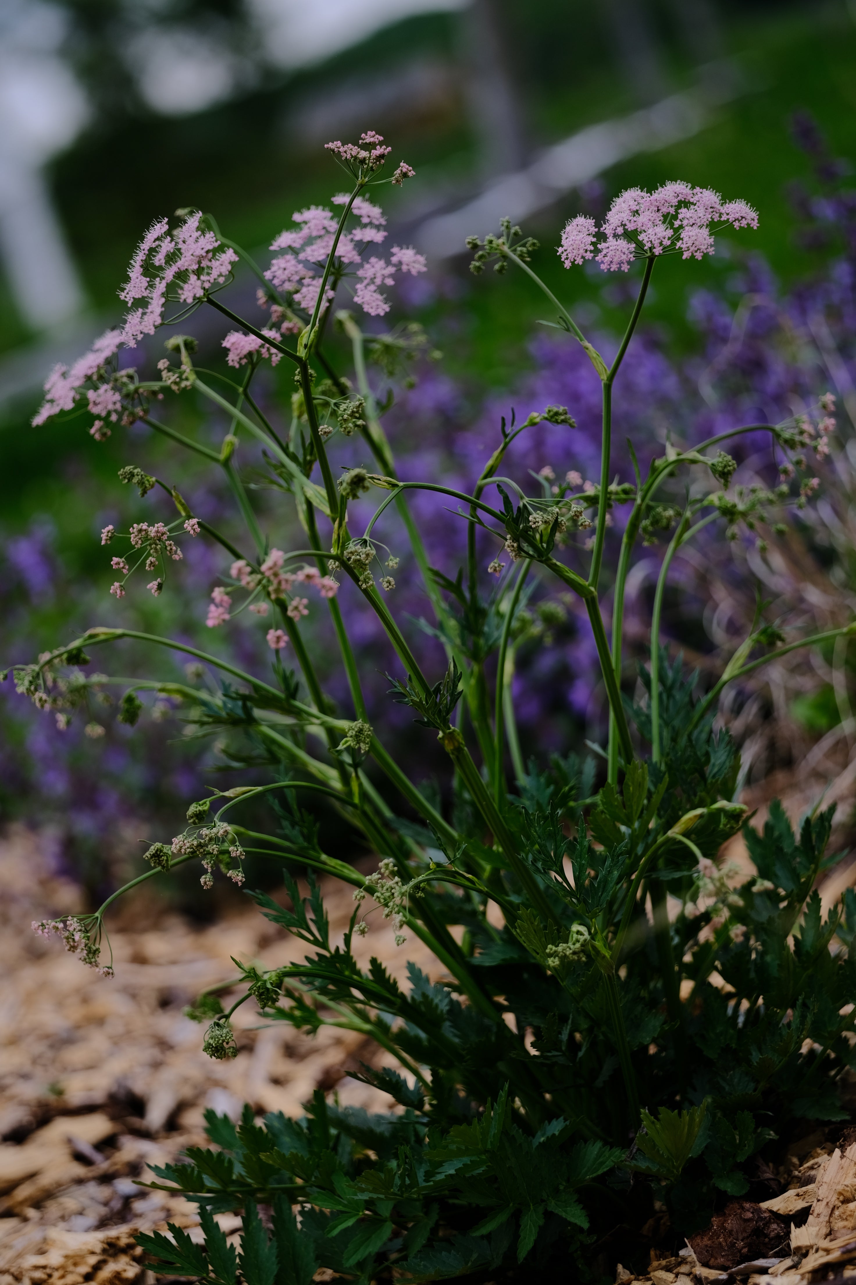 Pimpinella major 'Rosea' (greater burnet) blooming at The Old Dairy Nursery