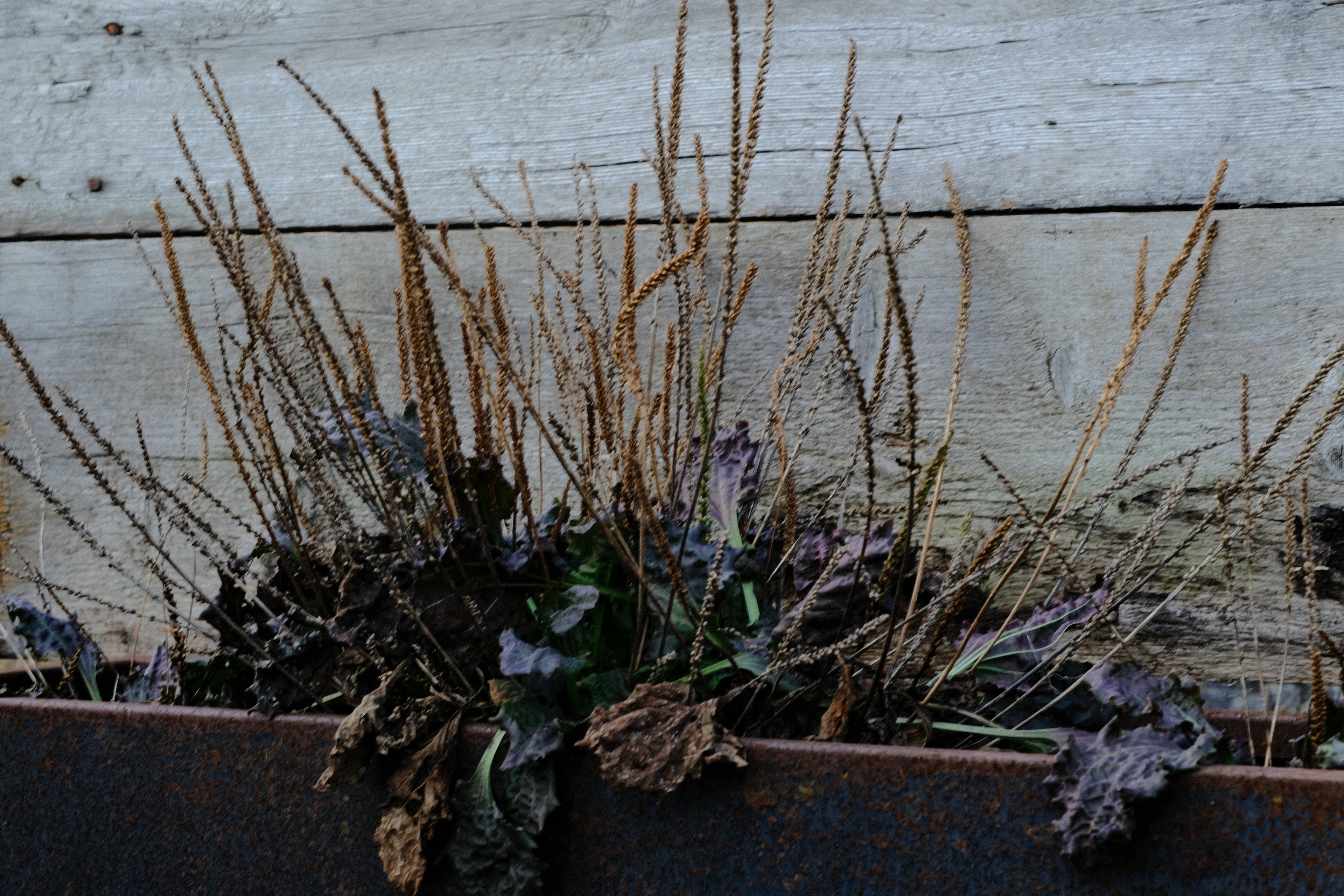 Plantago major 'Purple Perversion' in corten planter at The Old Dairy Nursery
