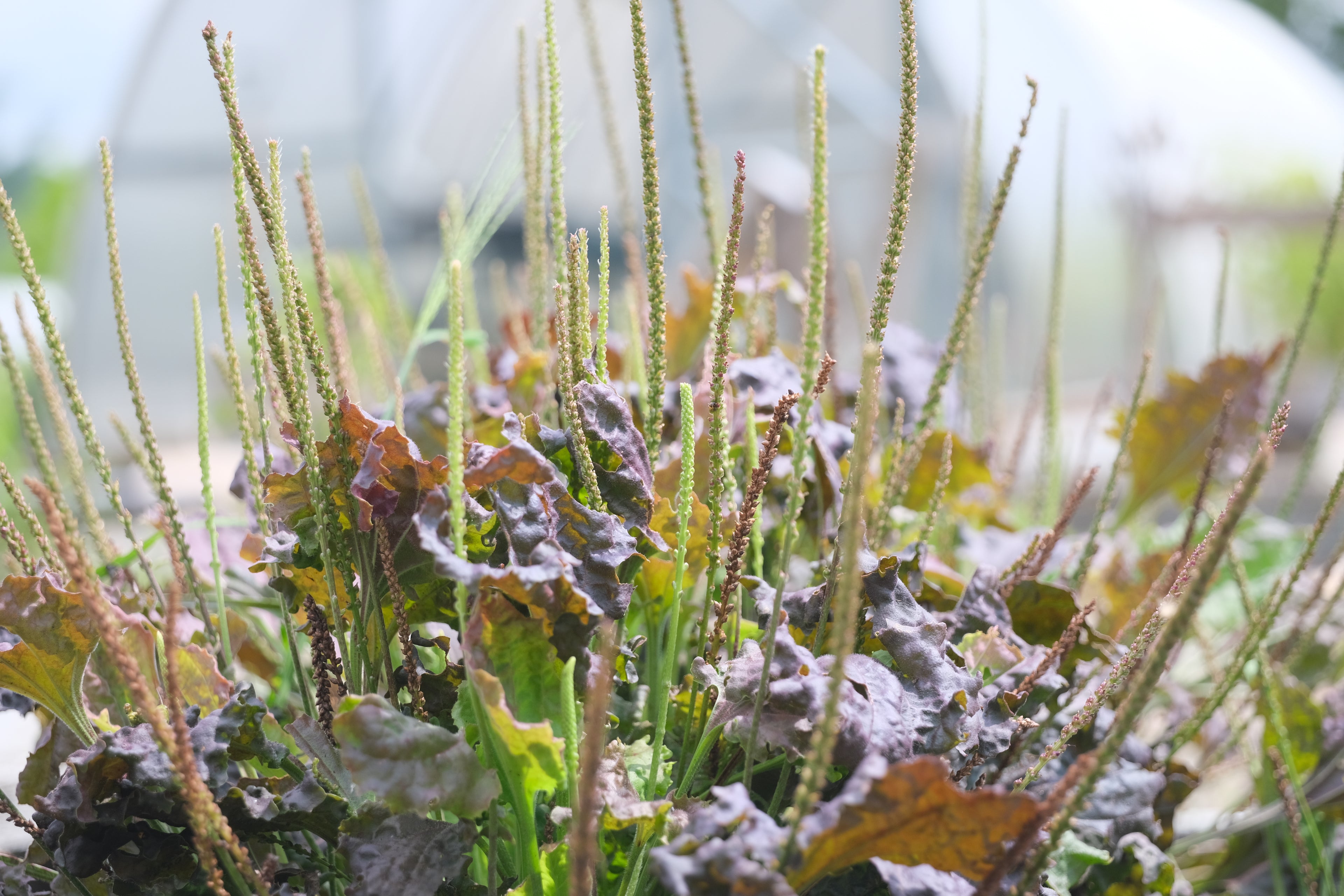 Plantago major &