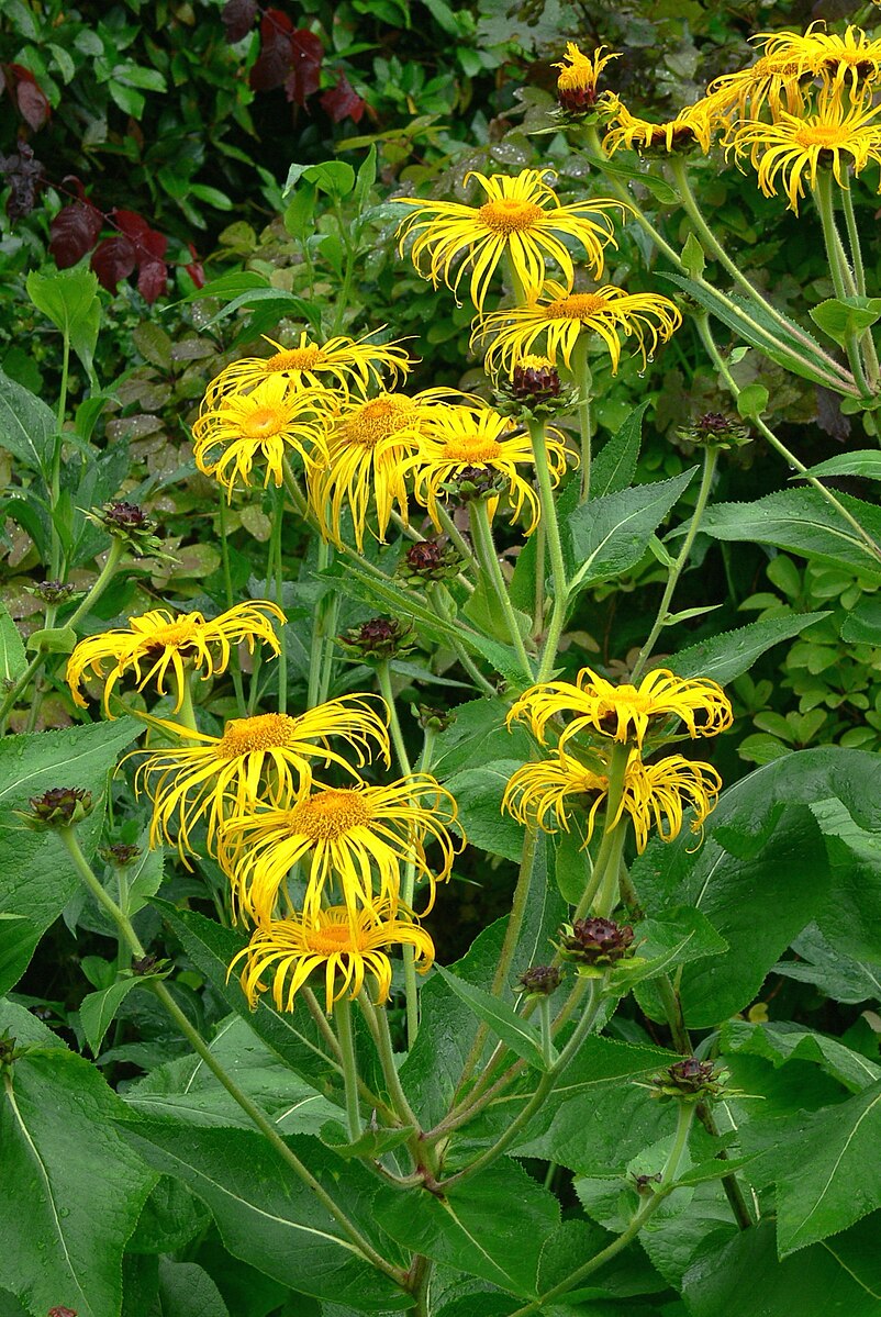 Inula magnifica (magnificent elecampane) flowers in the garden