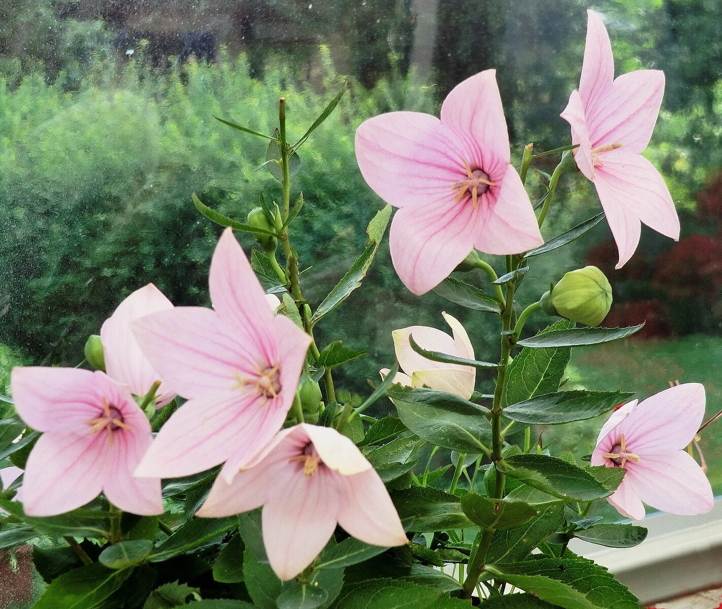Pink flowers Platycodon grandiflorus &