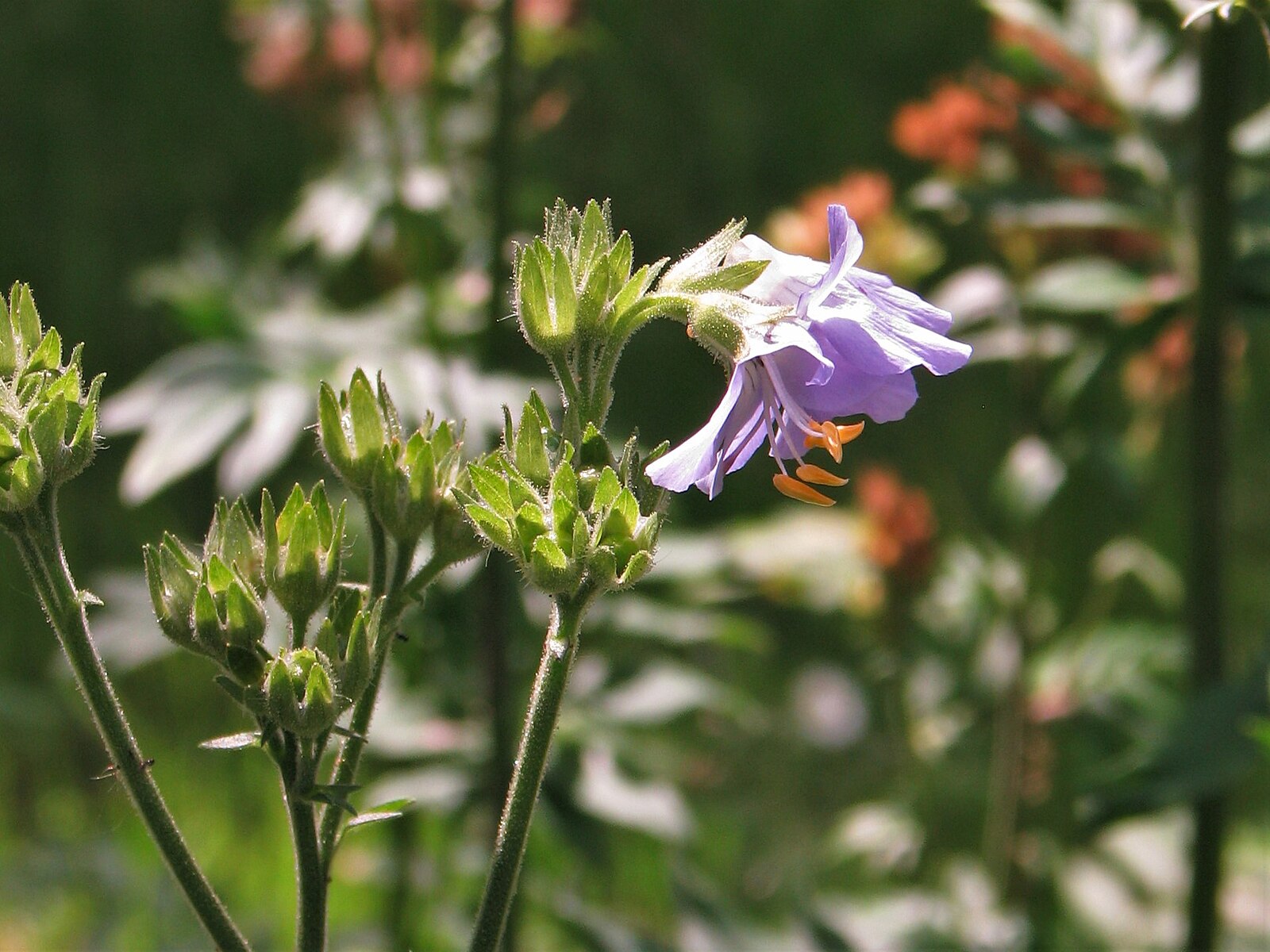 Purple flower of Polemonium kiushianum with green leaves on a blurred natural background