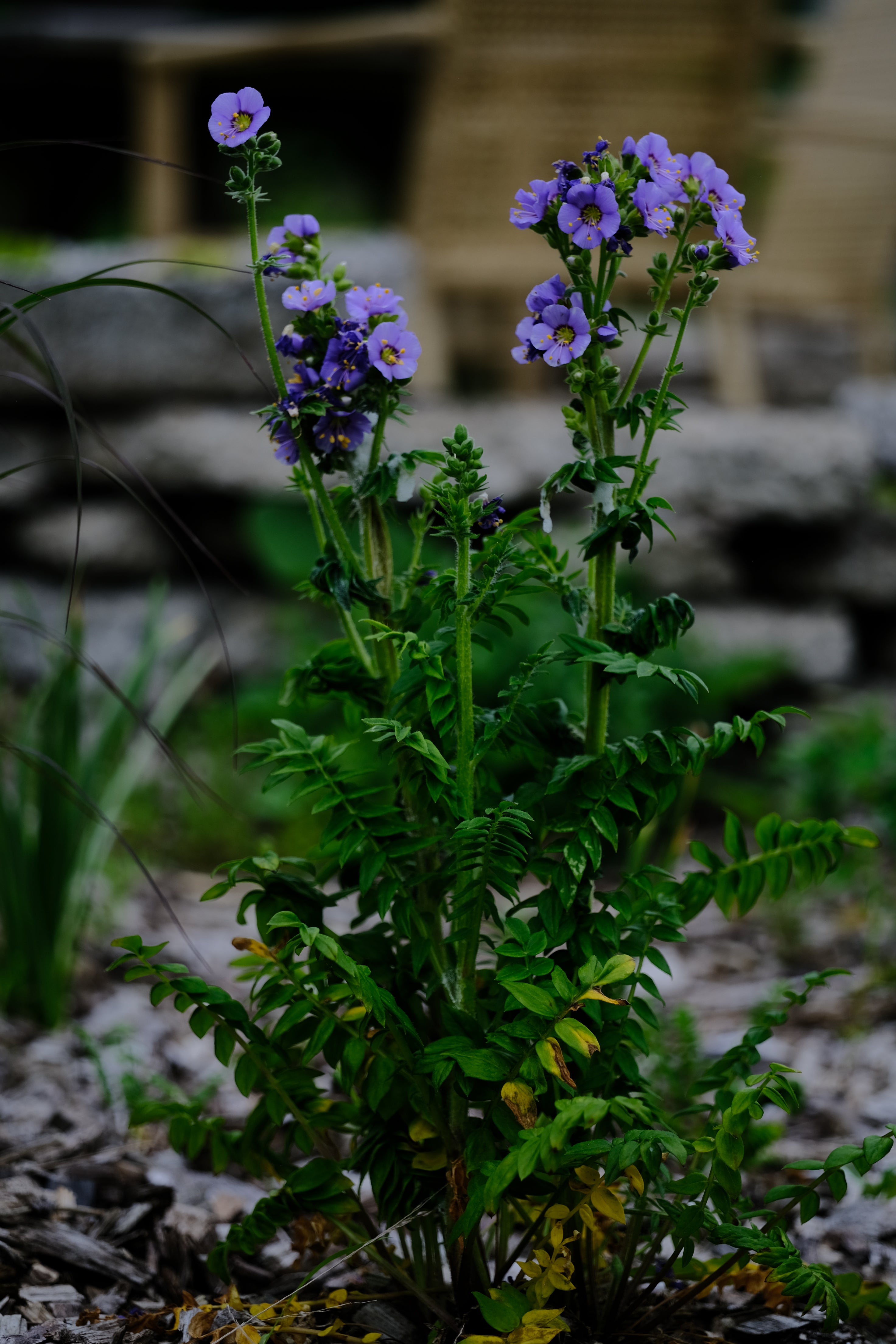 Polemonium boreale | Northern Jacob&
