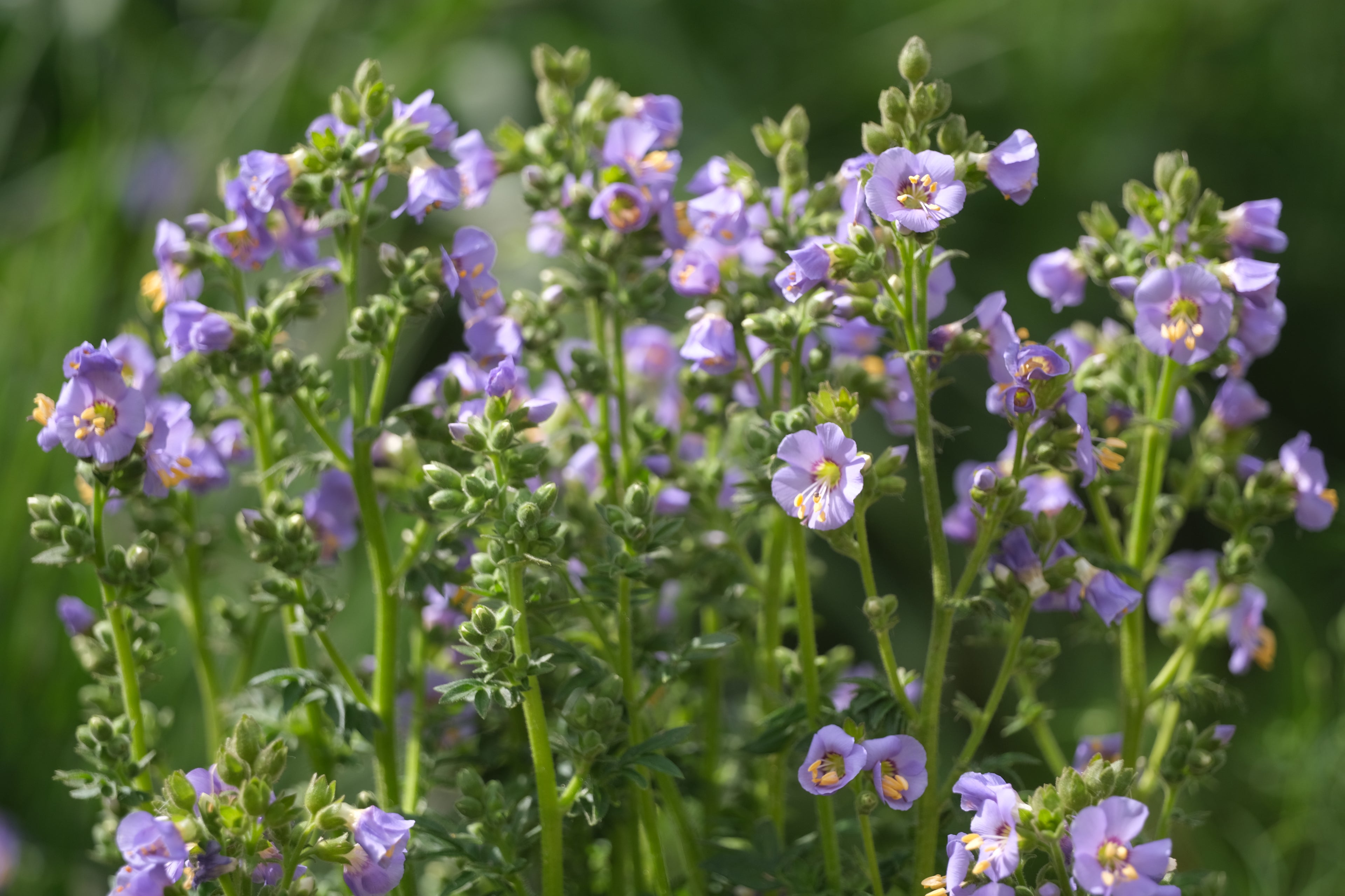 Purple Polemonium boreale flowers with green stems and leaves on a blurred green background