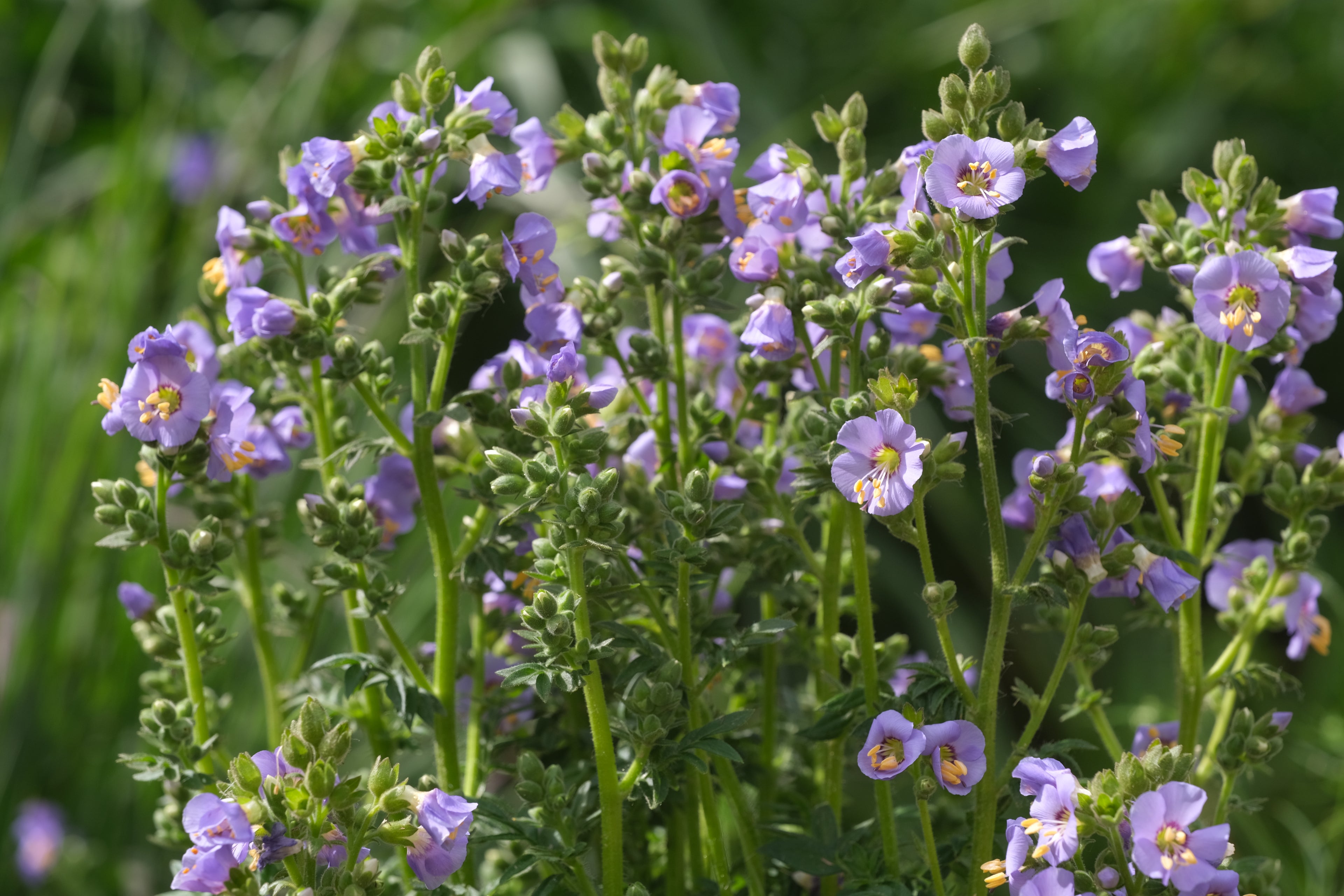 Purple Polemonium boreale flowers with green stems and leaves on a blurred green background