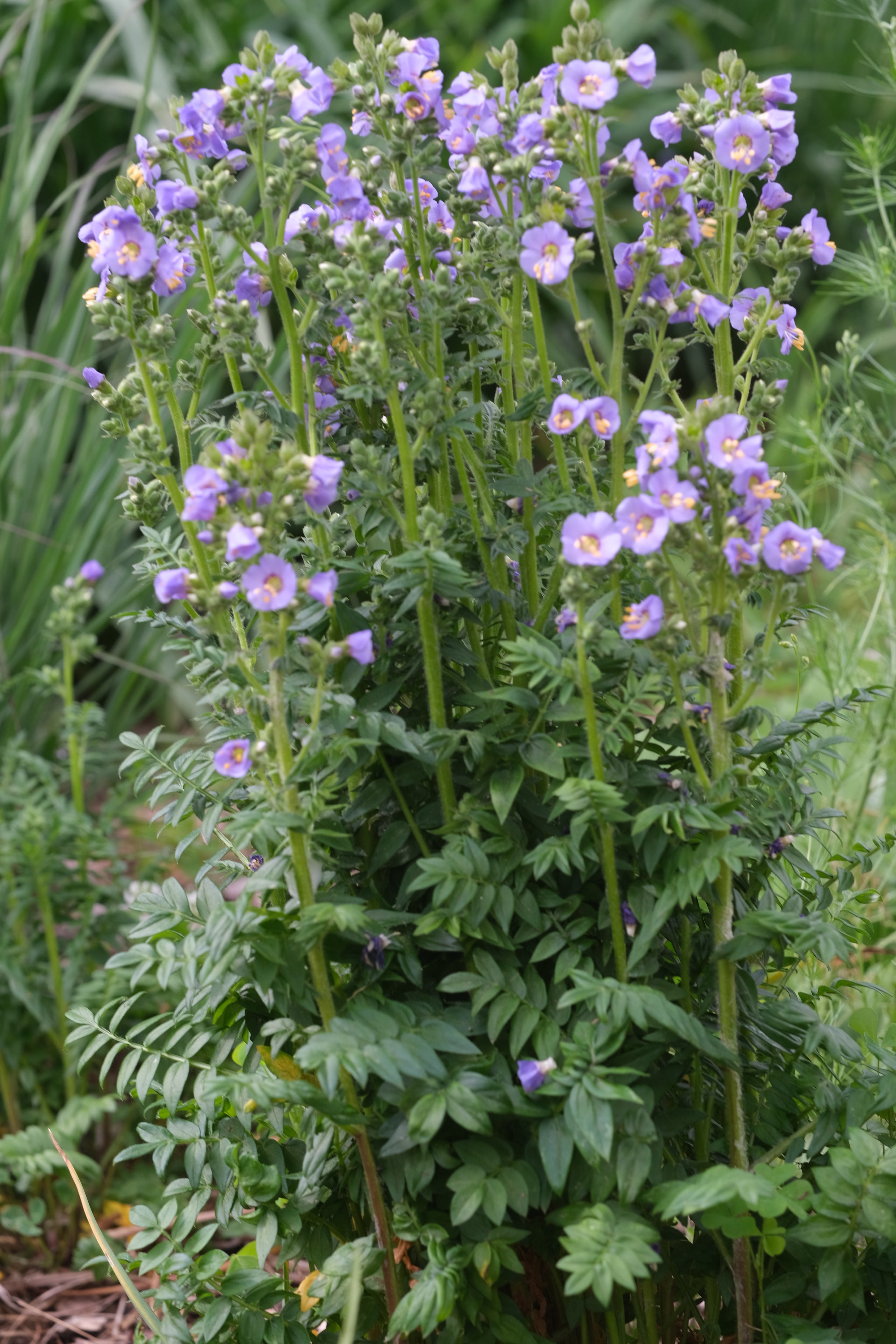 Purple Polemonium boreale flowers with green leaves on a natural background