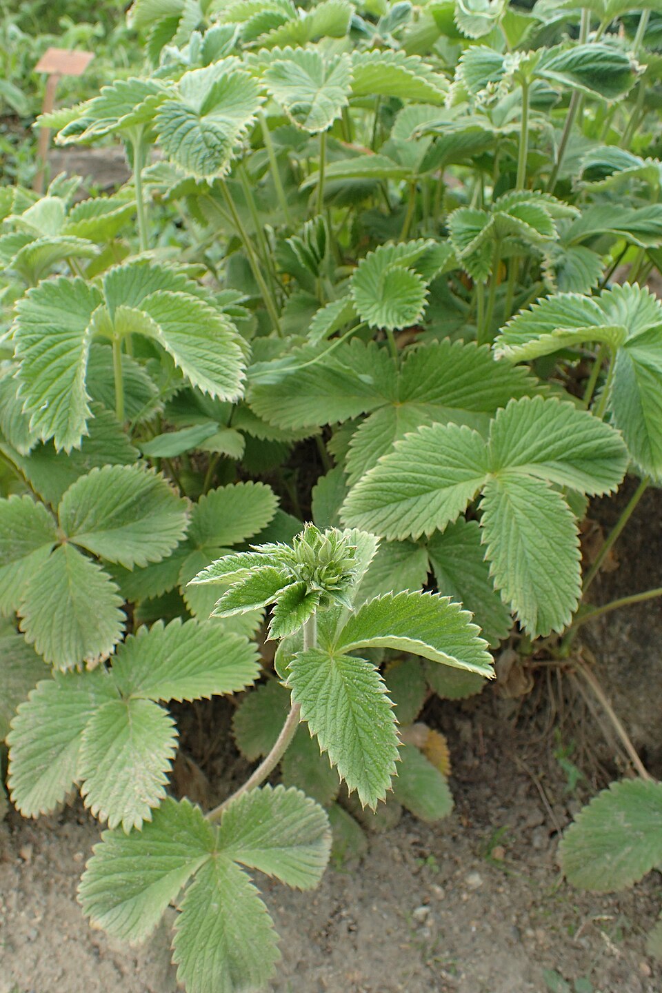 Close-up of green Potentilla atrosanguinea, commonly known as ruby cinquefoil, plants growing in a garden