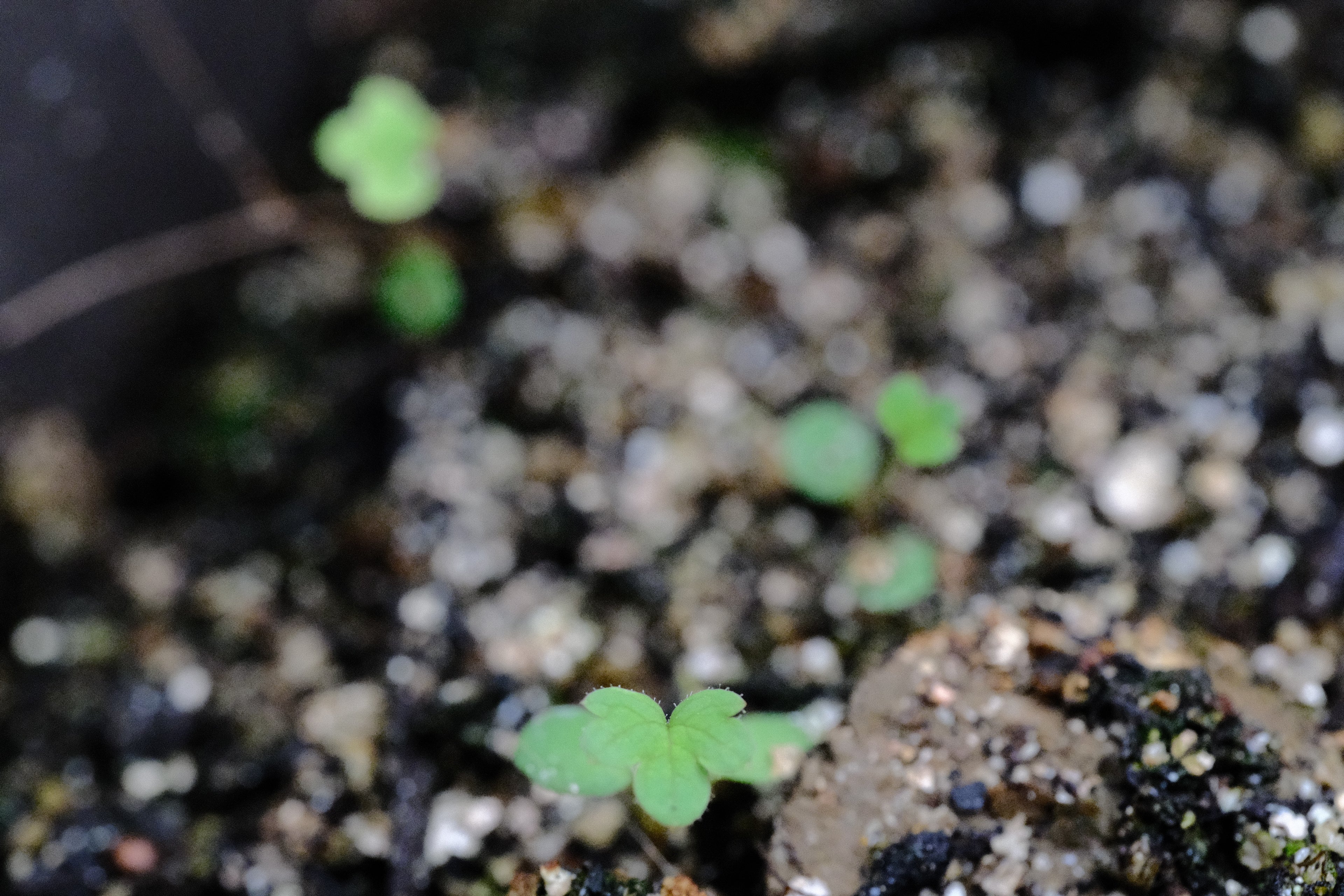 Potentilla palustris seedling at The Old Dairy Nursery