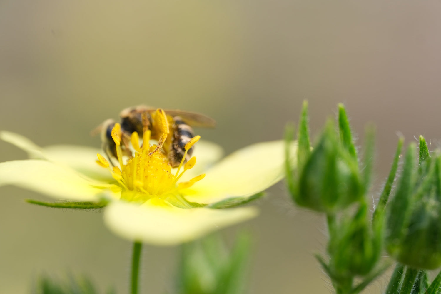 Potentilla recta (sulphur cinquefoil) with bee, bloom, and buds