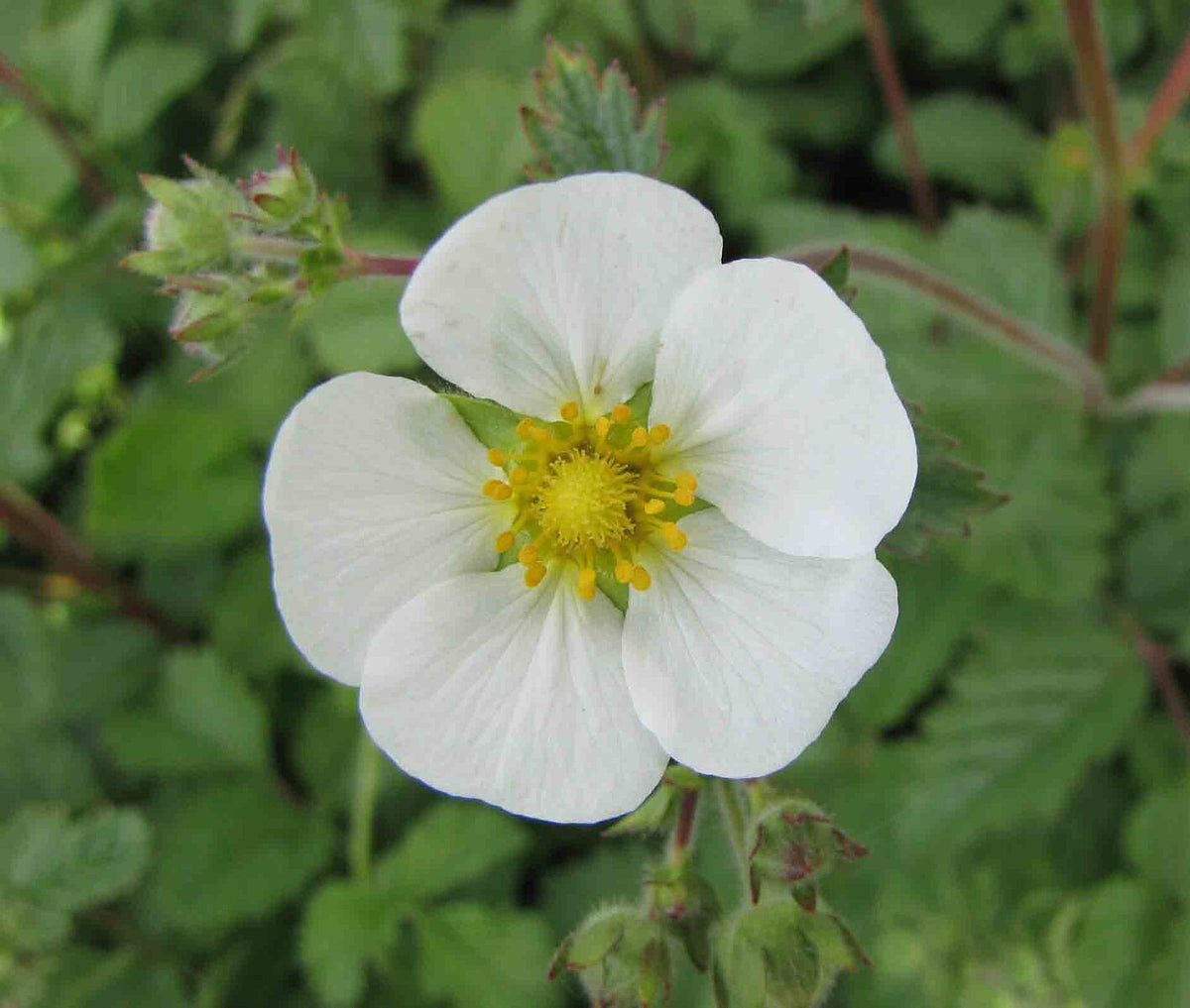 Potentilla rupestris flower