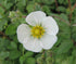 Potentilla rupestris flower