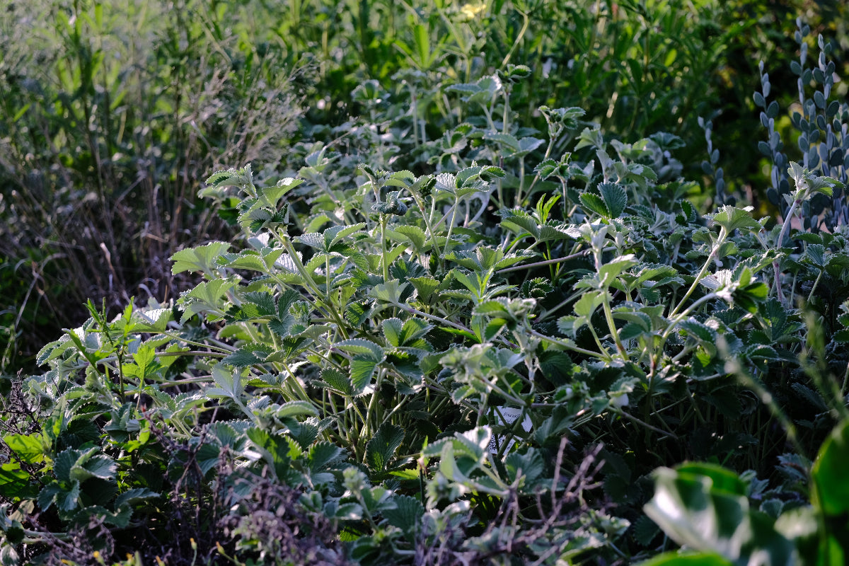 Potentilla megalantha | large-flowered cinquefoil