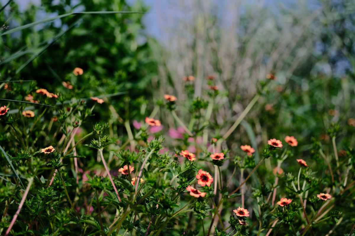 Potentilla nepalensis &