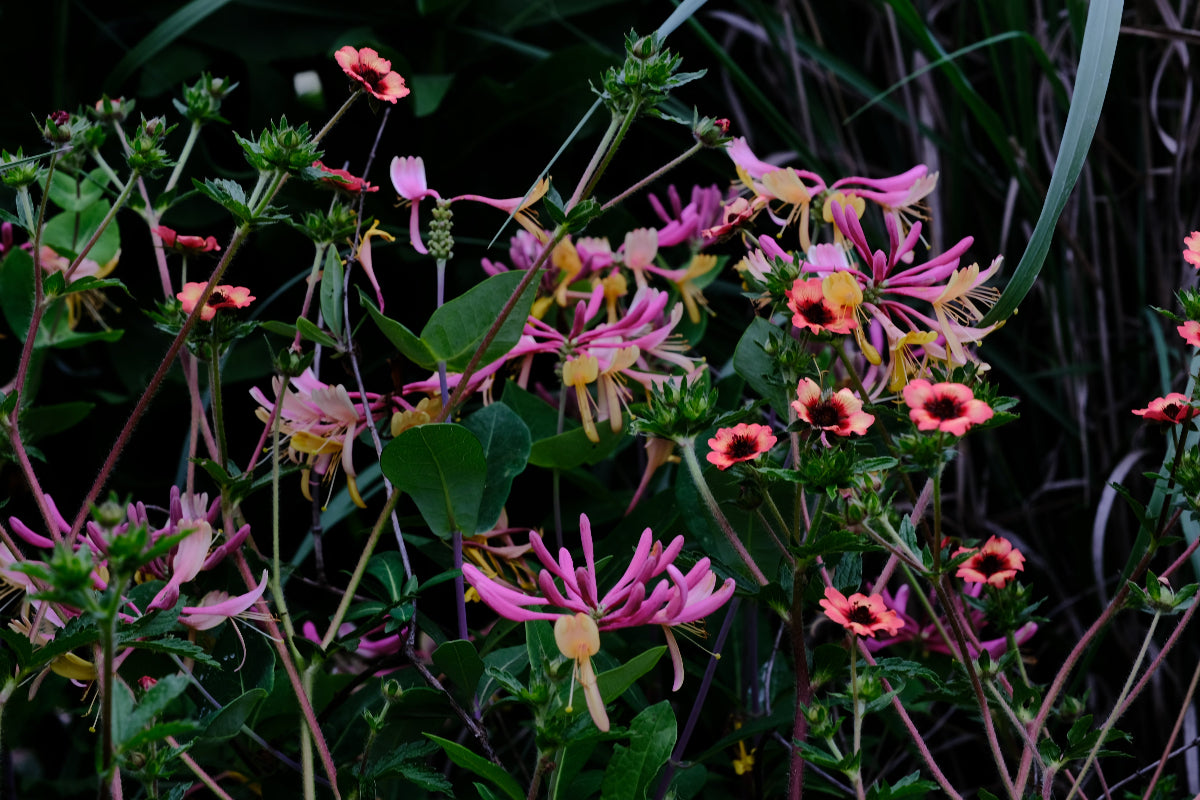 Potentilla nepalensis &