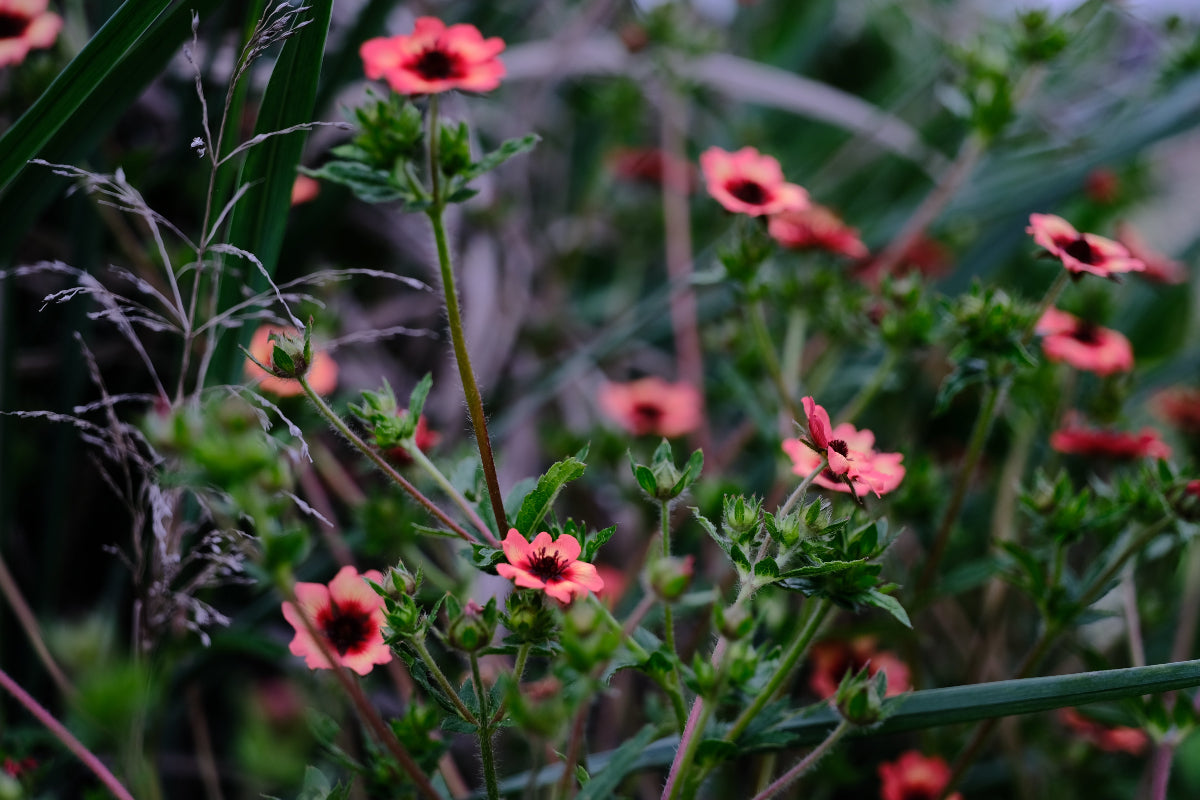 Potentilla nepalensis &