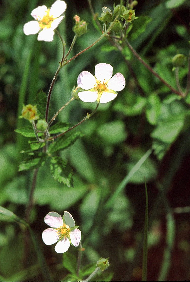 Potentillar rupestris (rock cinquefoil)