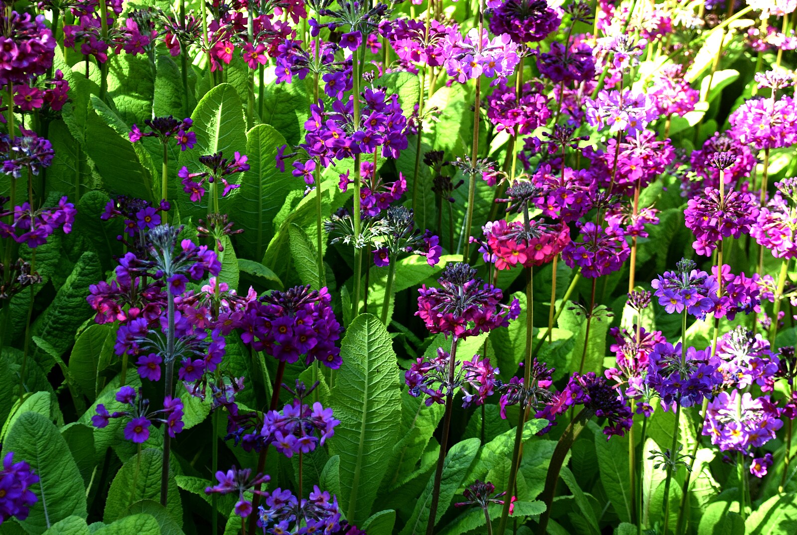Primula beesiana | Bee&