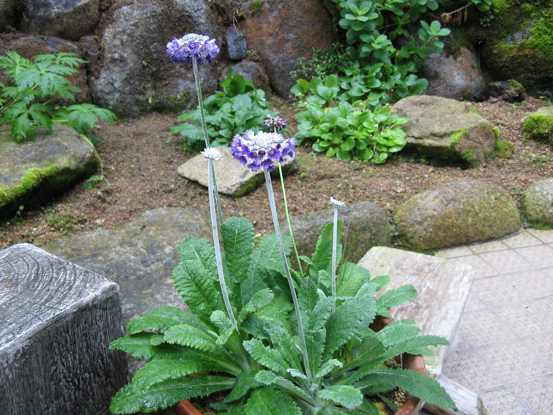 Purple primula capitata flowers with green leaves in a garden setting with rocks and plants.