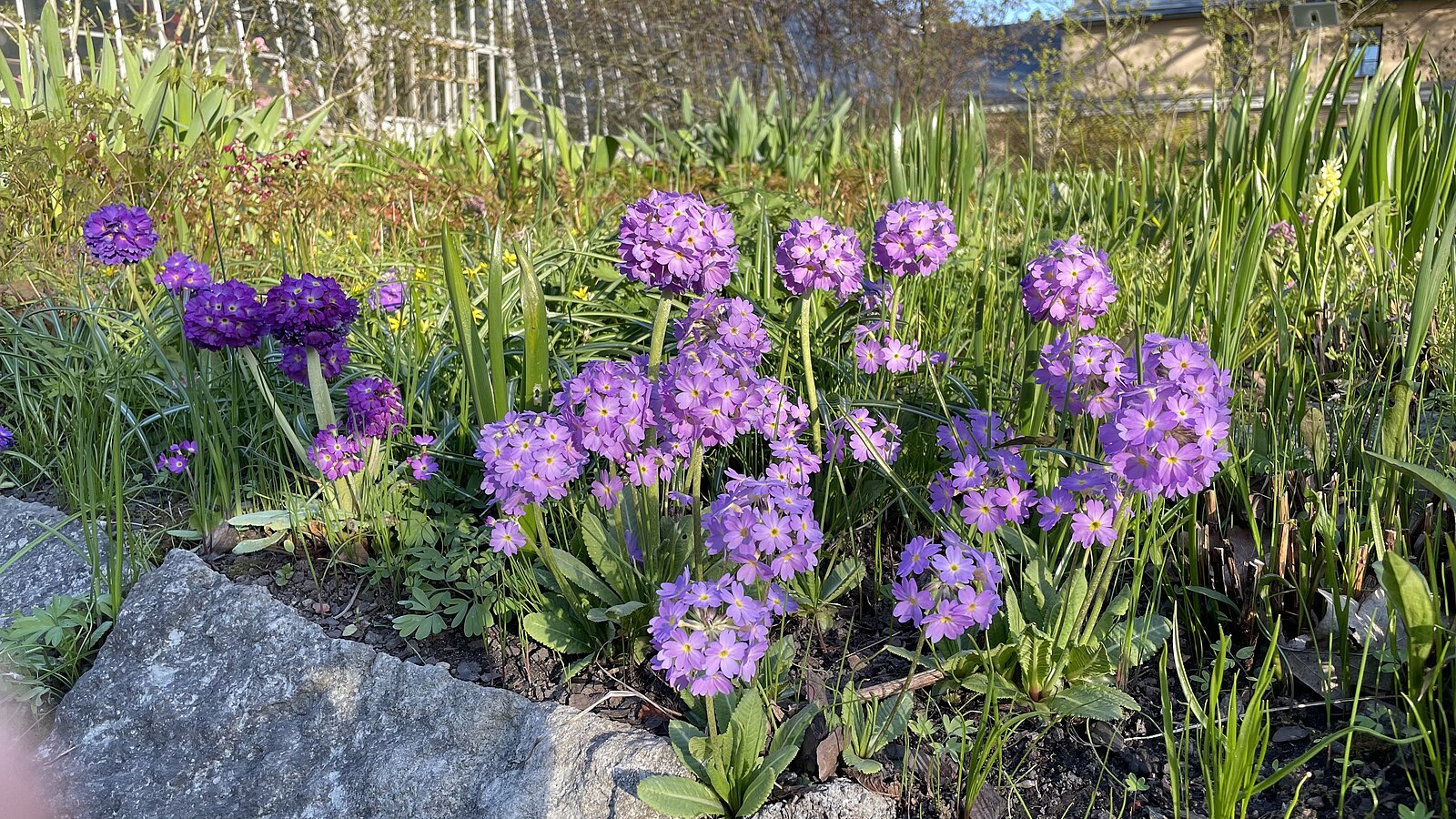An image of purple Primula denticulata, commonly known as drumstick primula, flowers in a garden setting with a large rock and spring bulbs.