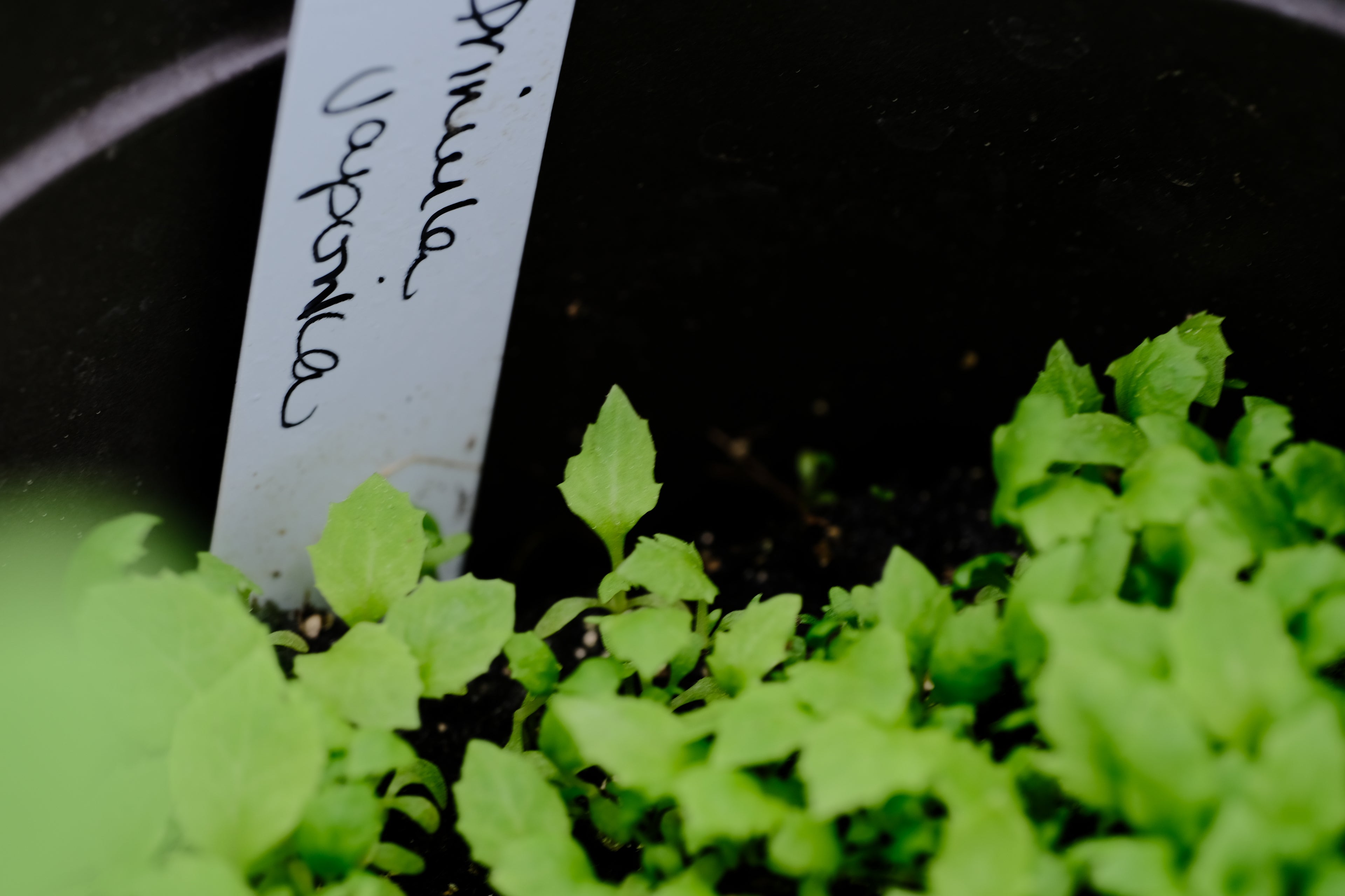 Image of bright green Primula japonica seedlings