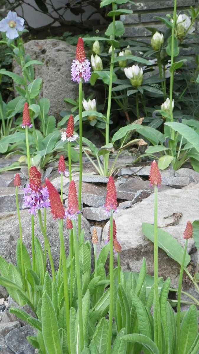 Primula vialii | orchid primrose
