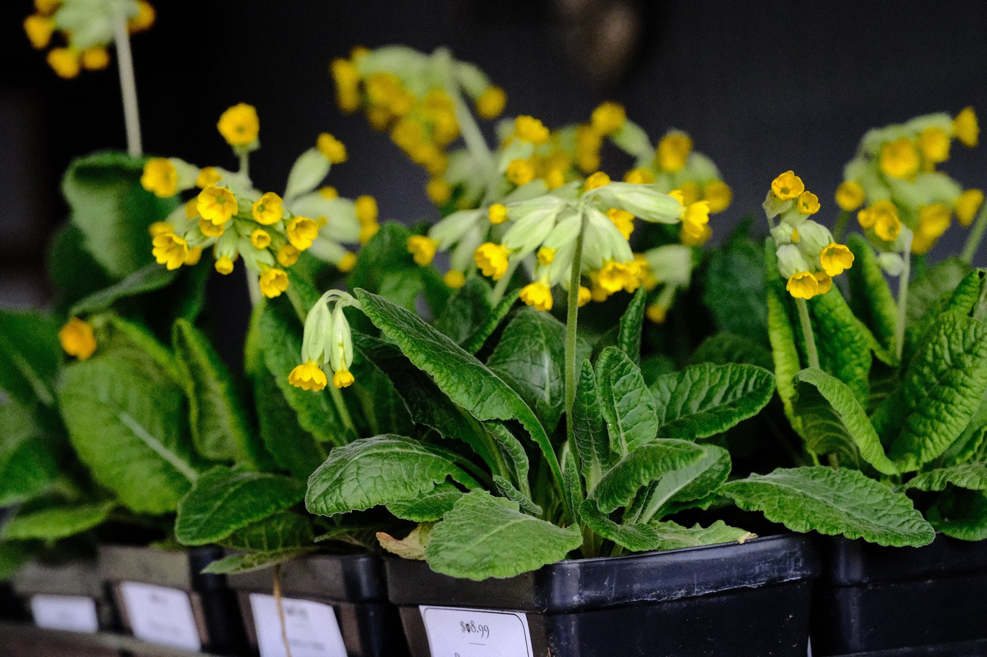 Primula veris at The Old Dairy Nursery