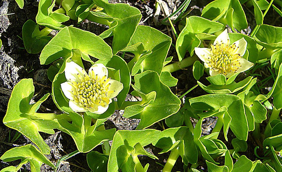 Marsh Marigold in bloom