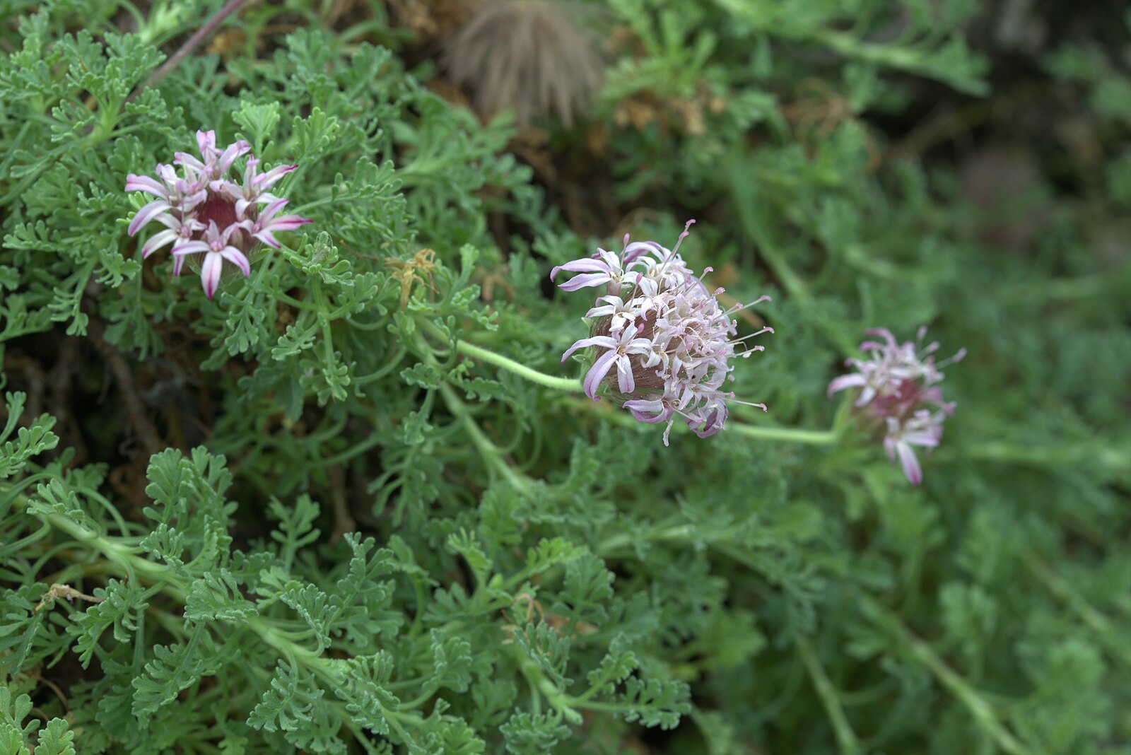 Pterocephalus depressus | carpeting pincushion flower