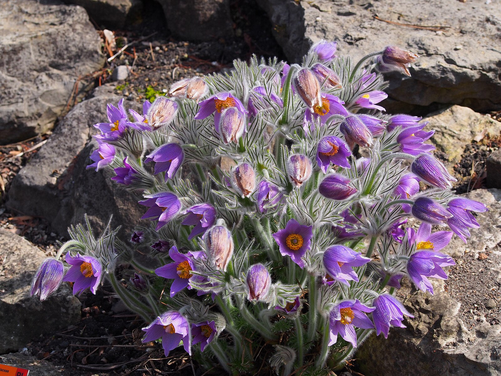 Pulsatilla halleri in full bloom