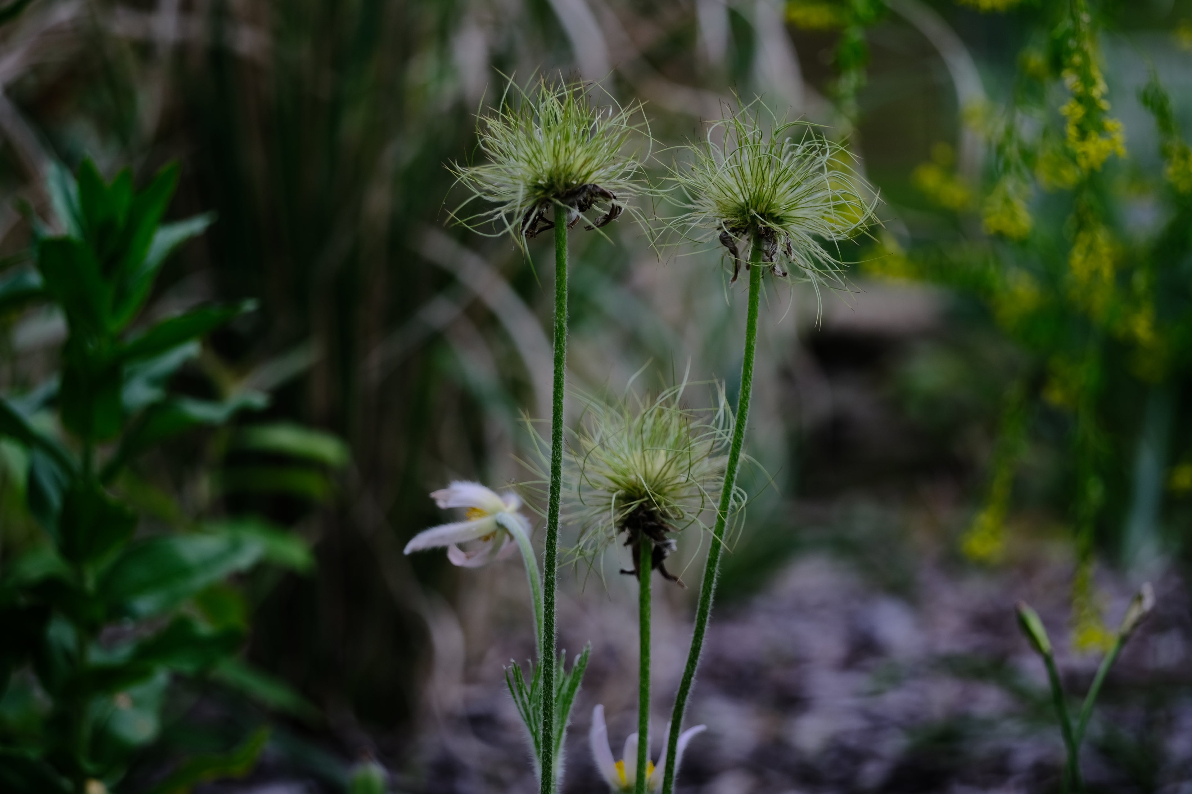 PUlsatilla vulgaris 'Perlen Glocken'