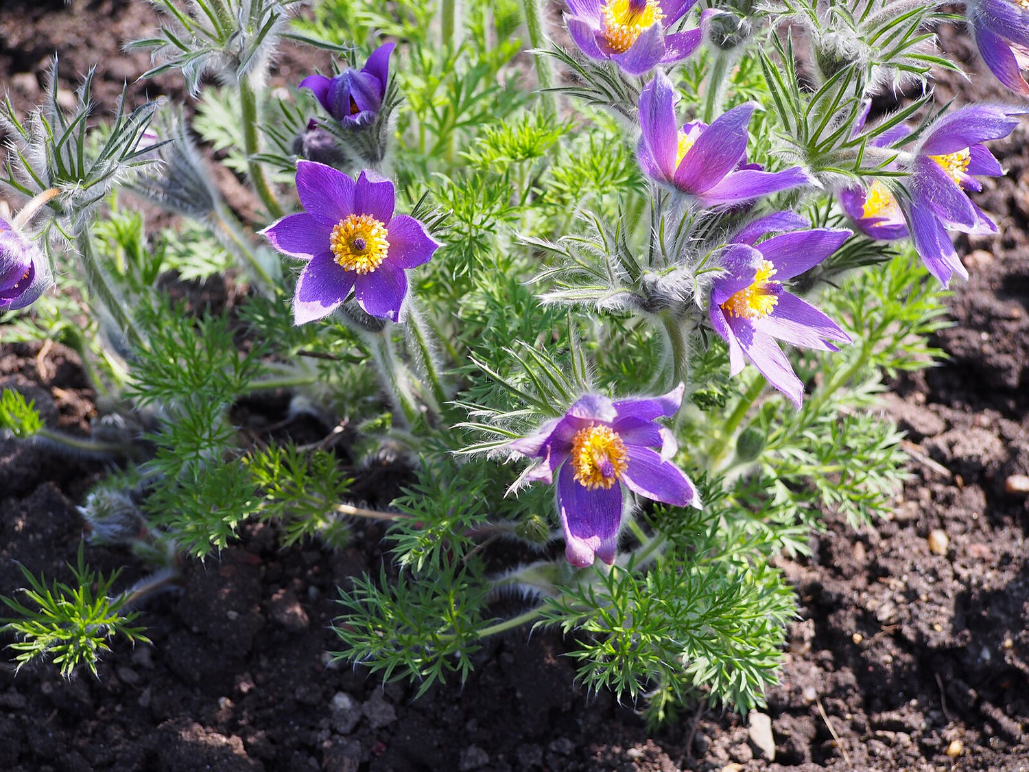 Pulsatilla vulgaris purple blooms