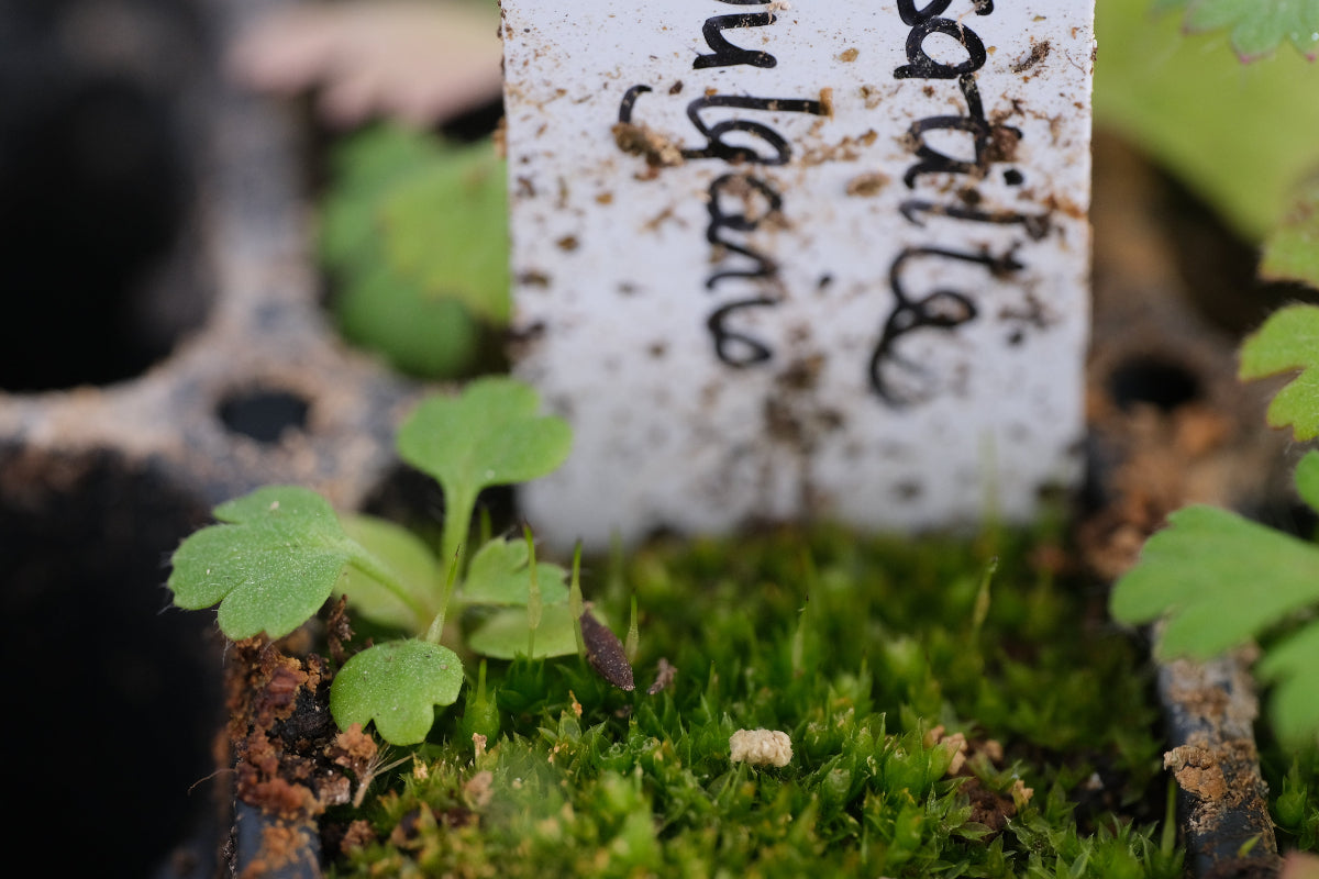 Pulsatilla vulgaris seedling