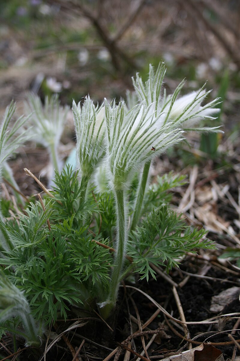 Pulsatilla vulgaris buds
