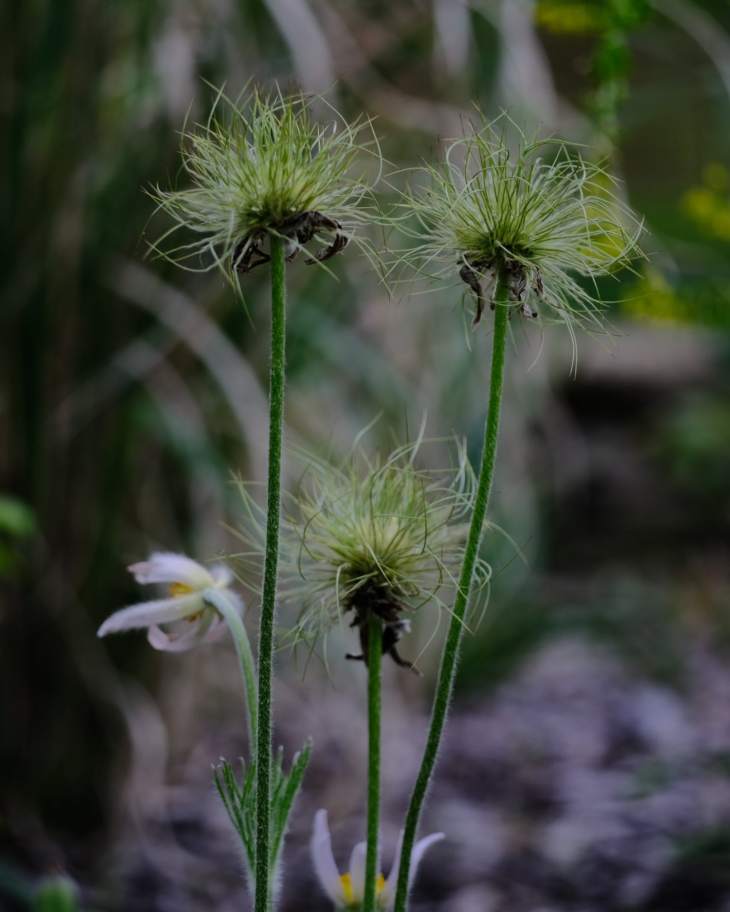 Pulsatilla vulgaris seed heads at The Old Dairy Nursery