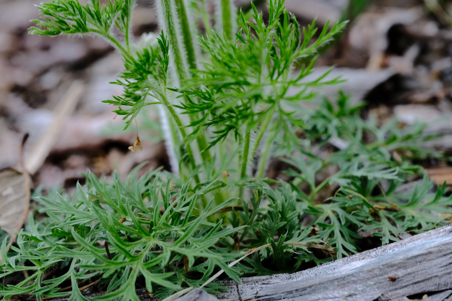Pulsatilla vulgaris &