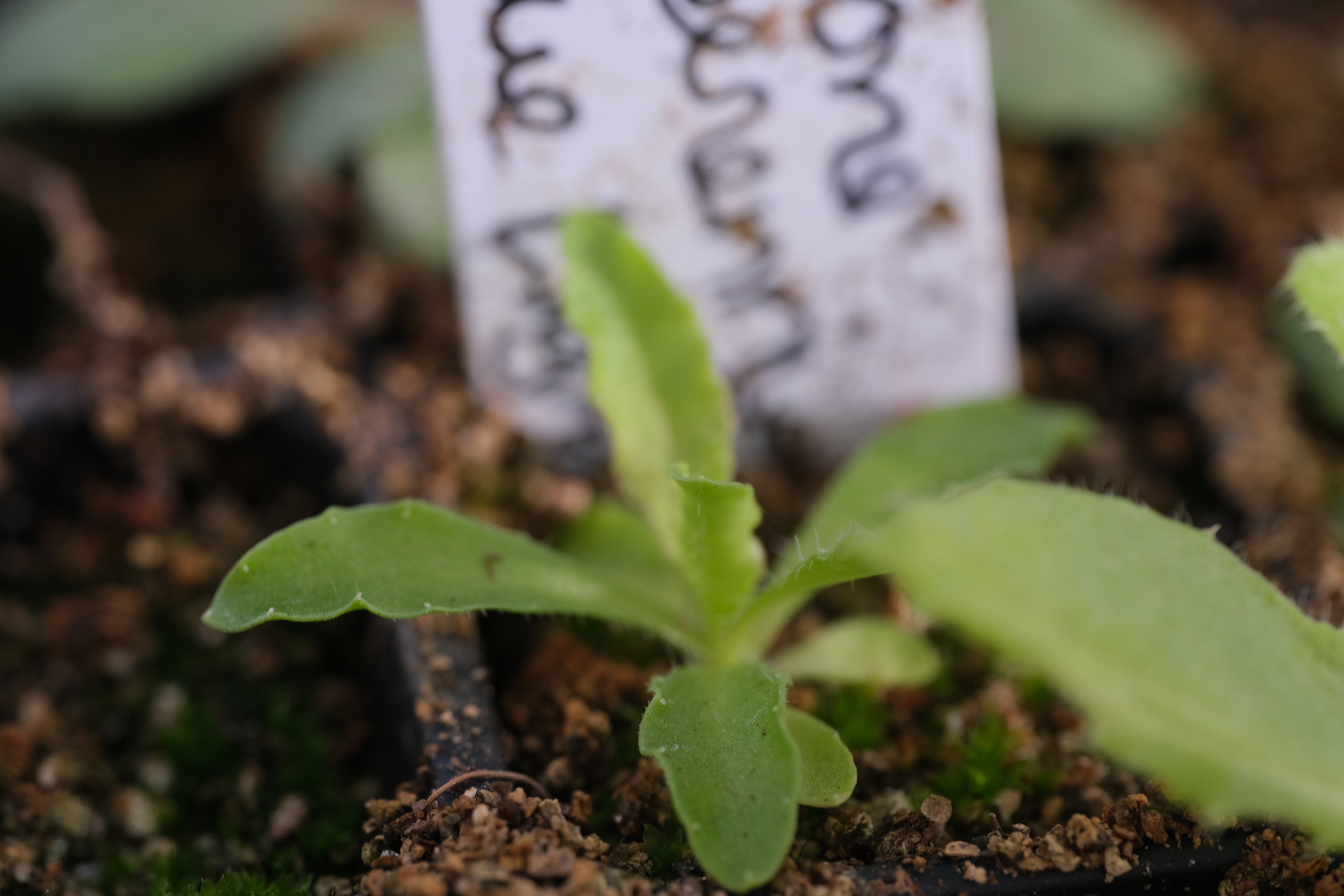 Jasione seedling