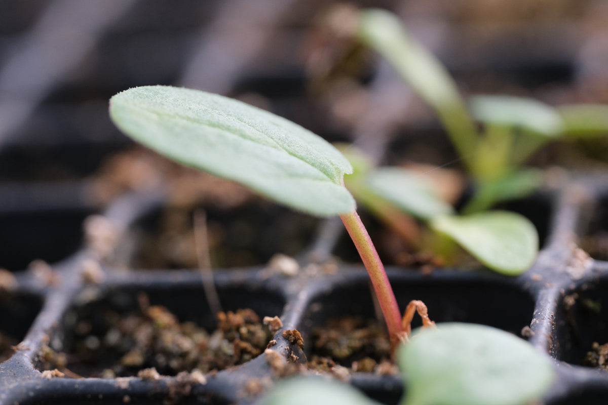 rheum seedling
