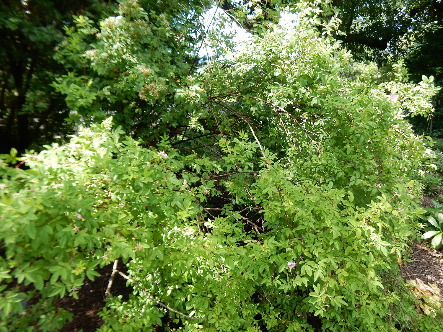 Image of large Rosa pisocarpa, commonly known as swamp rose, shrub at Morris Arboretum