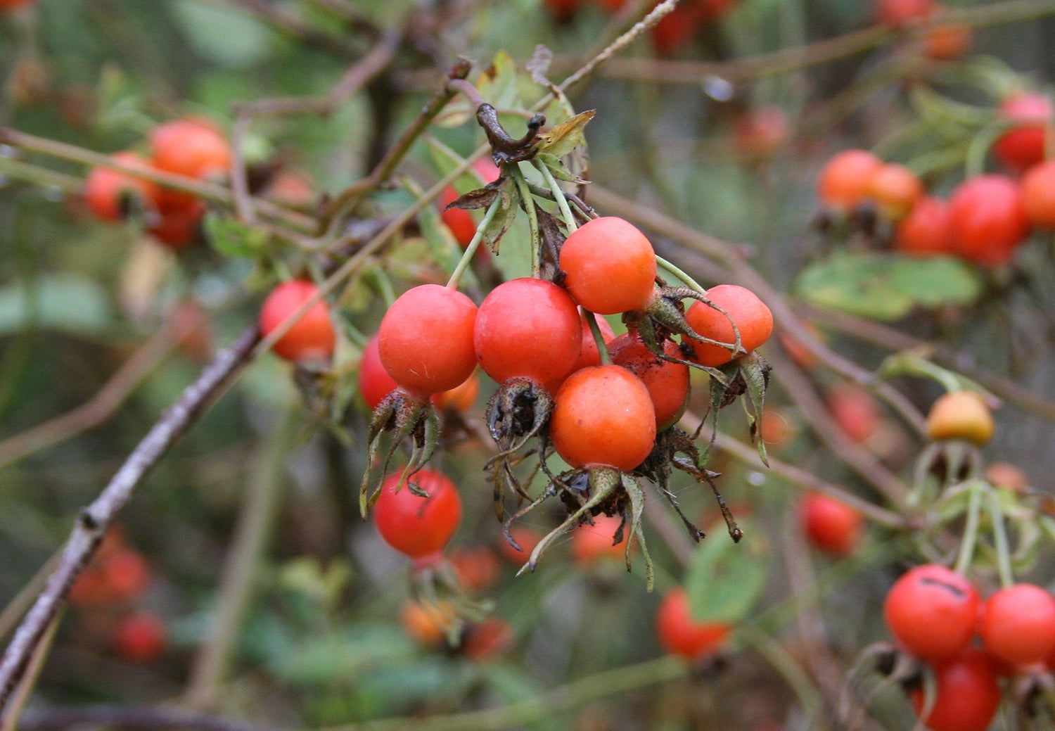 Close up of Rosa pisocarpa, commonly known as swamp rose, red hips in fall.