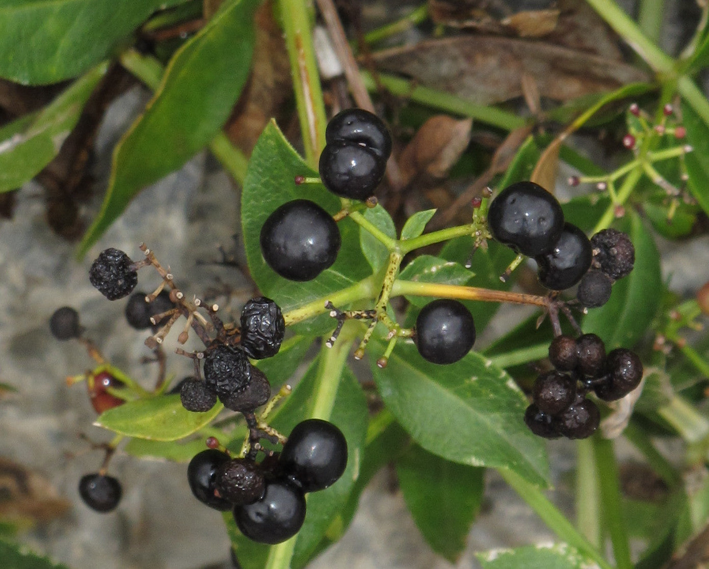 Close-up of black berries on a green leafy Rubia tinctorum (madder) plant