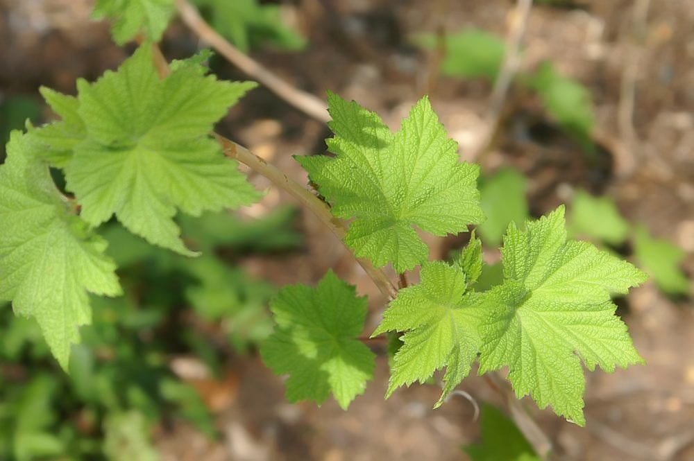 Close-up of green leaves of Rubus odoratus, commonly known as purple-flowered raspberry, with a blurred natural background