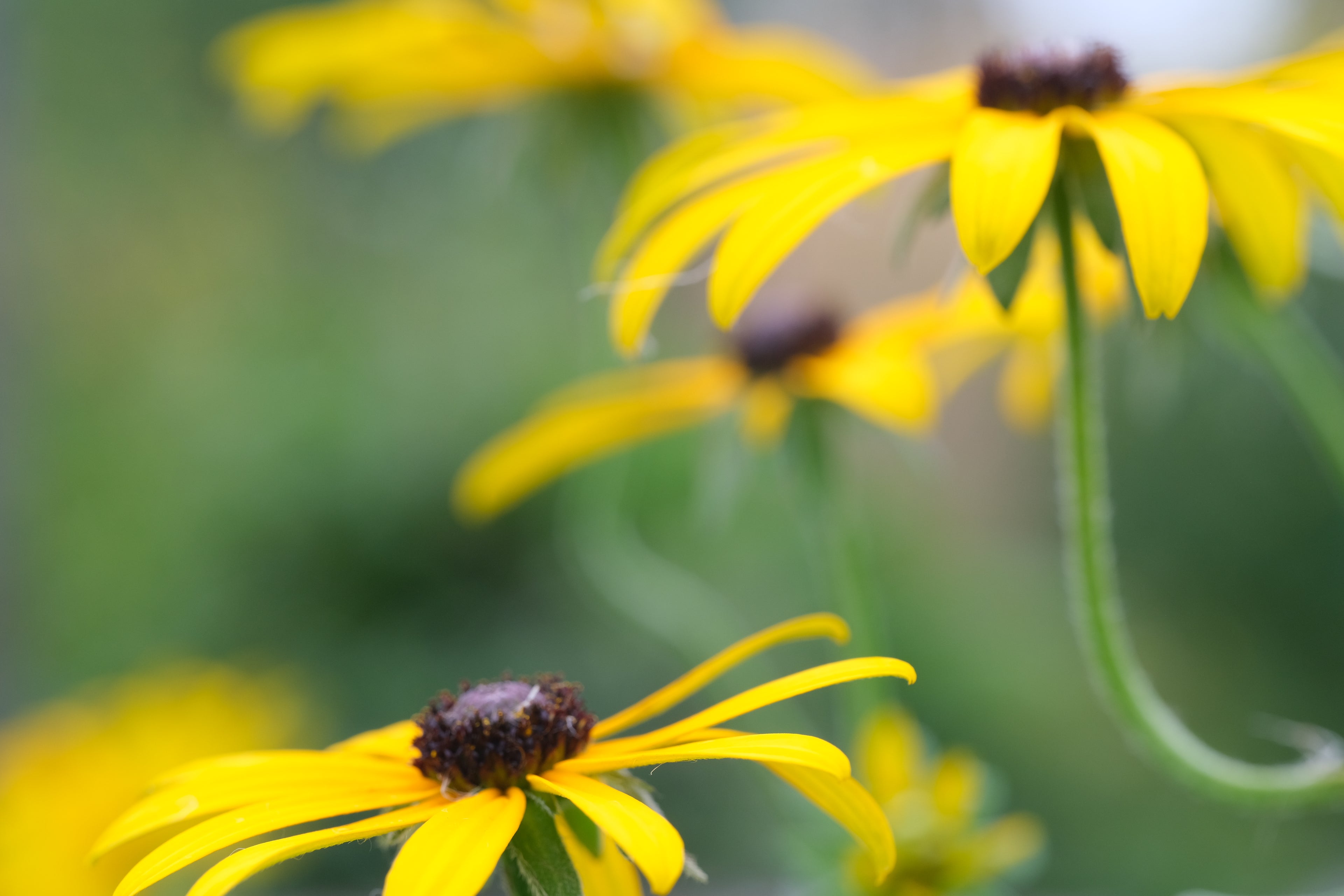 Rudbeckia fulgida var. deamii (Deam&