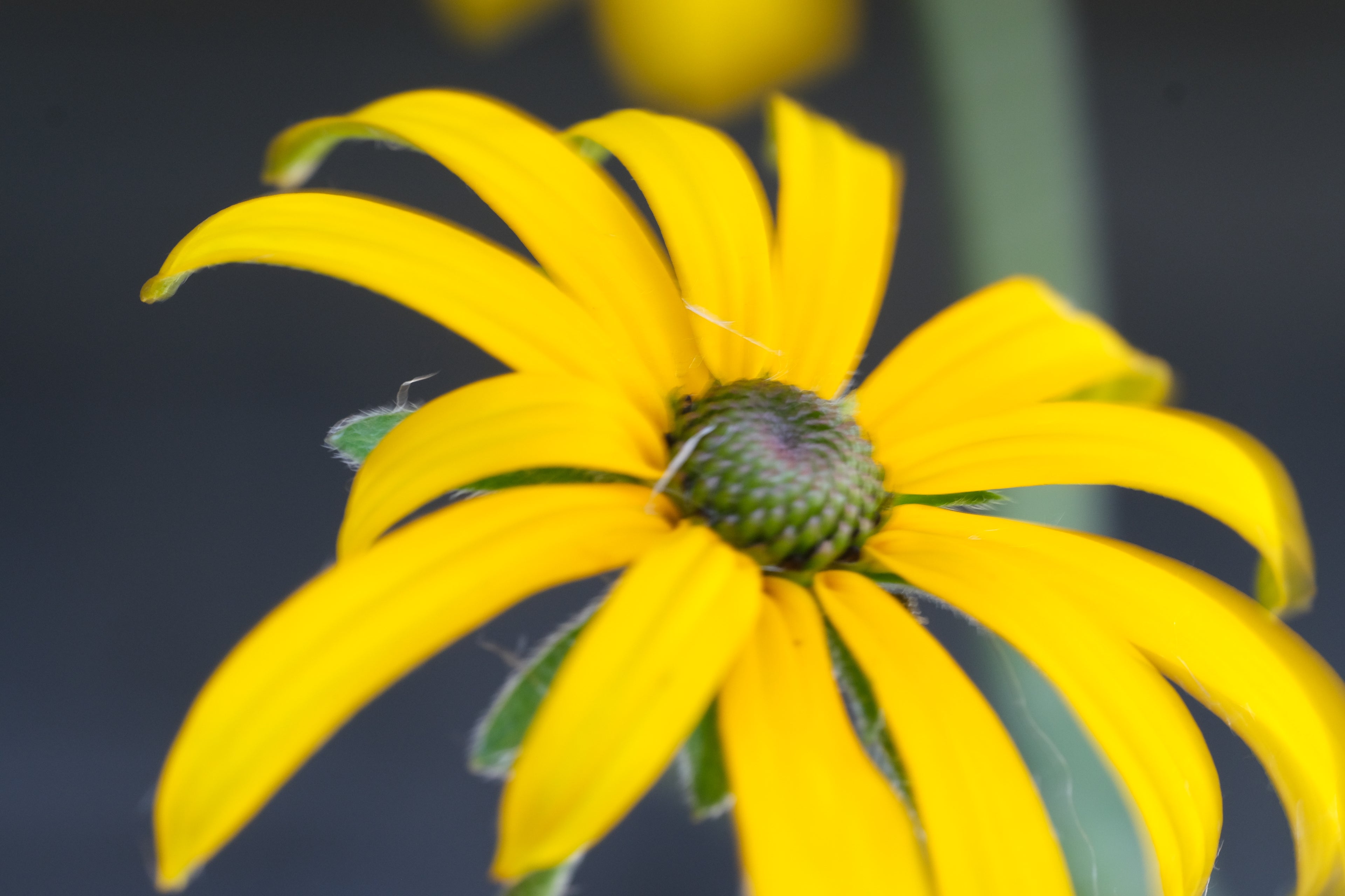 Rudbeckia fulgida var. deamii (Deam&