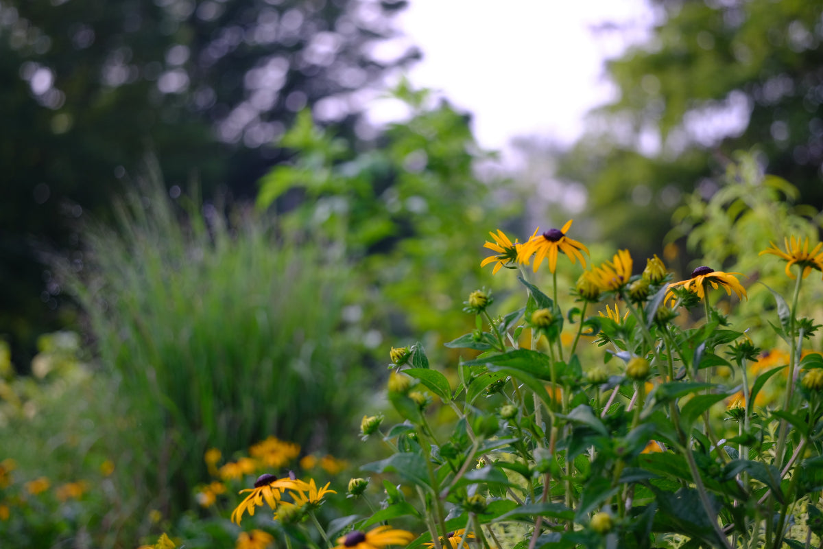 Rudbeckia fulgida var. sullivantii &