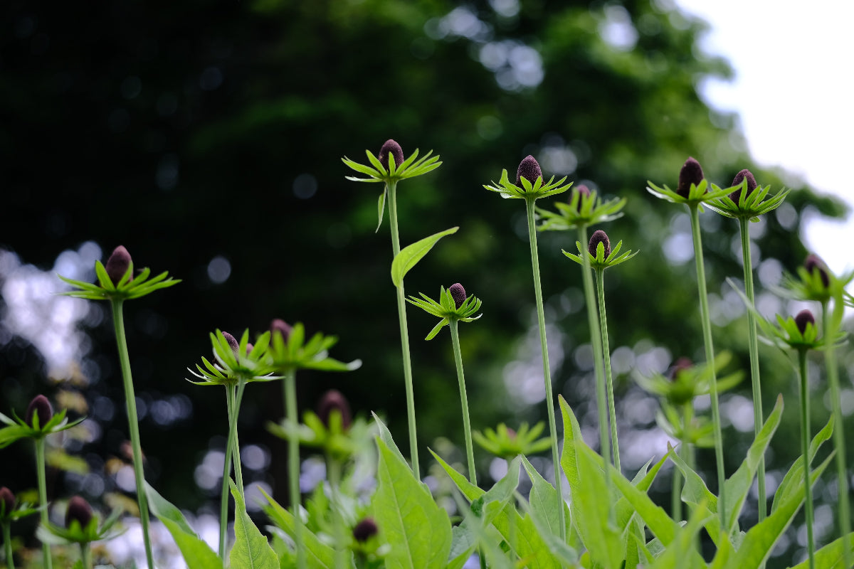 Rudbeckia occidentalis &