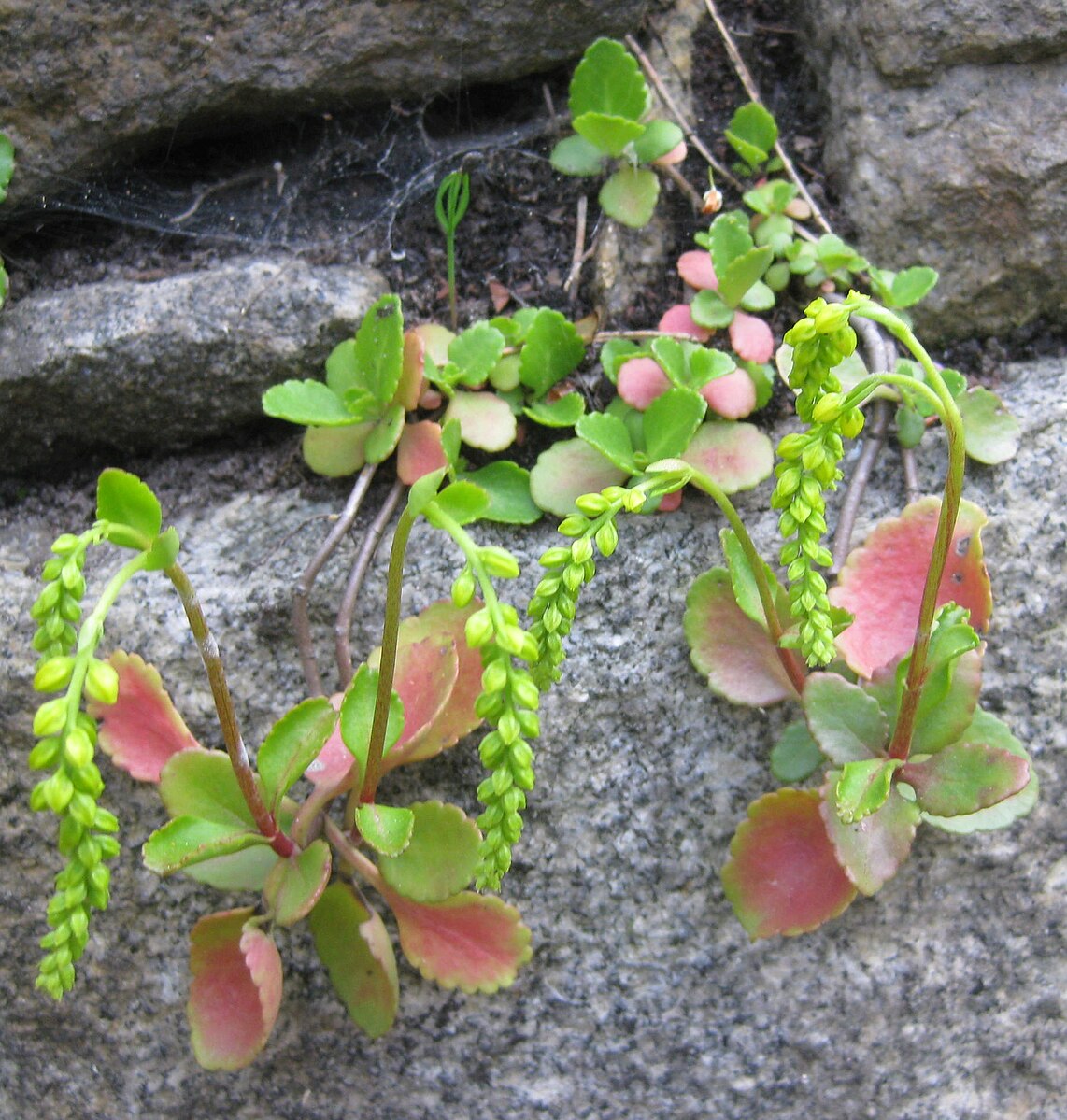 Chiastophyllum oppositifolium | lamb&