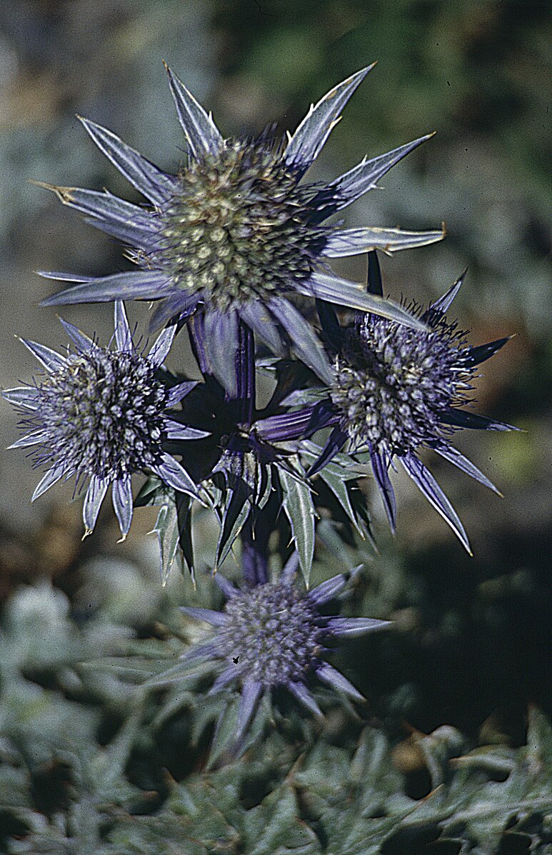A close-up of Eryngium amethystinum, also known as amethyst sea holly, with its thistle-like purple flowers.