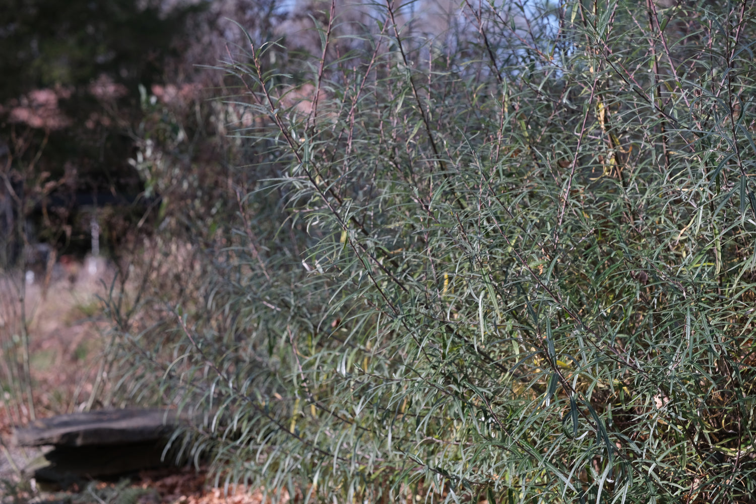 Salix eleagnos f. angustifolia (rosemary willow) in the late fall garden