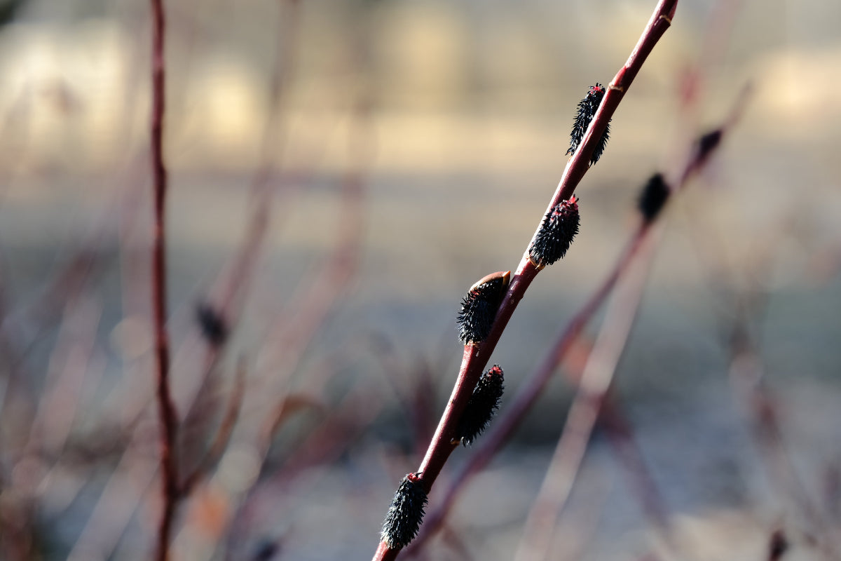 black catkins Salixgracilistyla Melanostachys black pussy willow in March garden